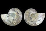 Cut & Polished Ammonite Fossil - Agatized #91151-1